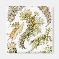 Vintage Snails and Sea Slugs por Ernst Haeckel