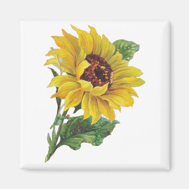 Imã Vintage Sunflower Magnets (Frente)
