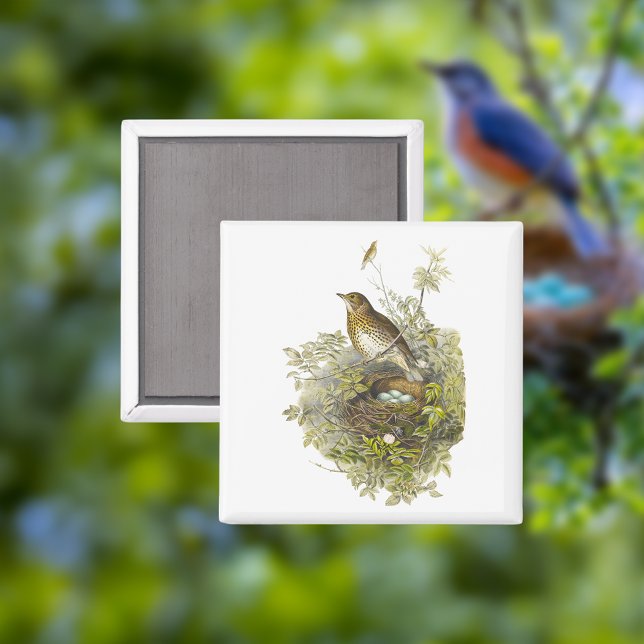 Imã Vintage Thrush Guarda Seus Ovos (Criador carregado)