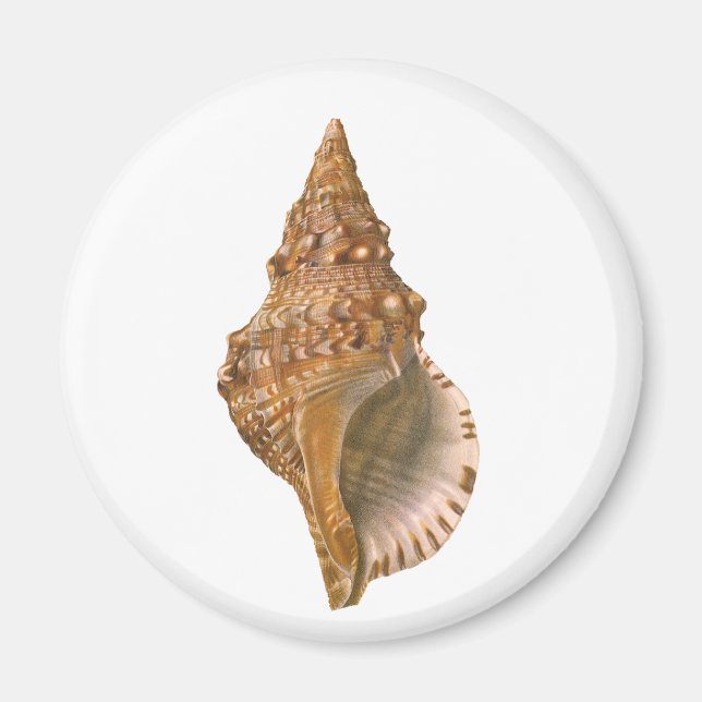 Imã Vintage Triton Seashell Shell, Marine Ocean Animal (Frente)