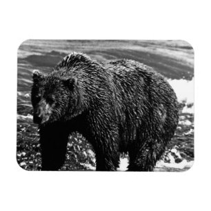 Ímã Vintage USA Alaska — urso pardo 1970