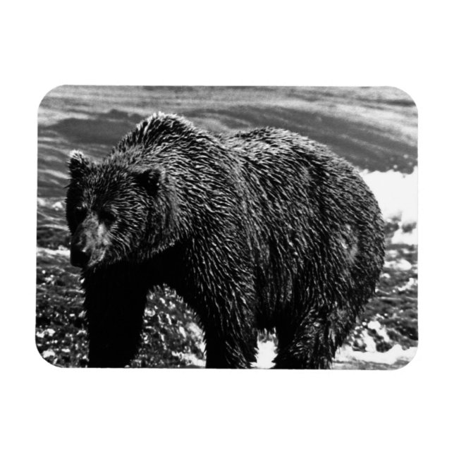 Ímã Vintage USA Alaska — urso pardo 1970 (Horizontal)