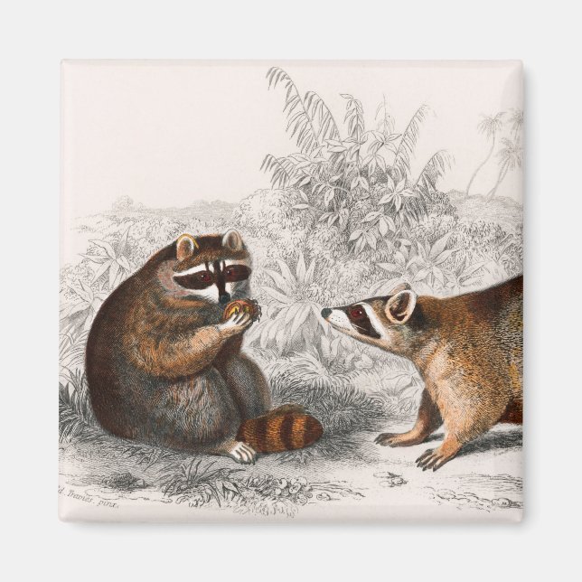 Imã Vintagem de Raccoon ilustrada (Frente)