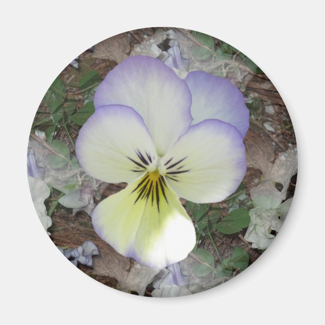 Imã Viola Pansy ~ Lavanda Creme 2 (Frente)