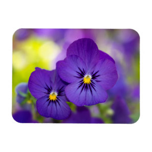 Ímã Violas roxas