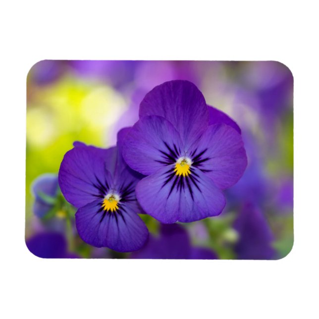 Ímã Violas Roxos (Horizontal)