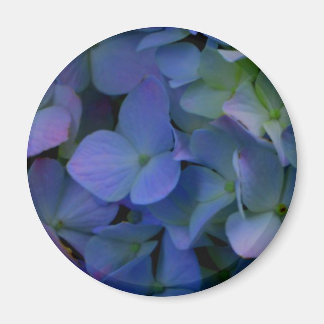 Imã Violet purple pink blue hydrangeas flower floral (Frente)