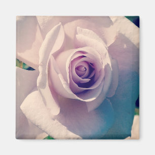 Imã Violet Rosa