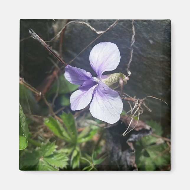 Imã violeta 1 ímã (Frente)