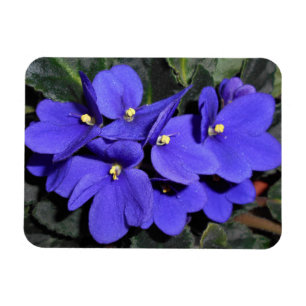 Ímã Violeta africana dos azuis marinhos