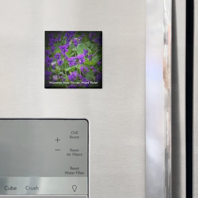 Imã Violeta de Madeira em Spotlight Wisconsin Flor (In Situ (Fridge))