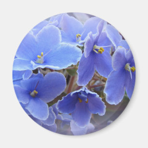 Imã Violetas africanas azuis