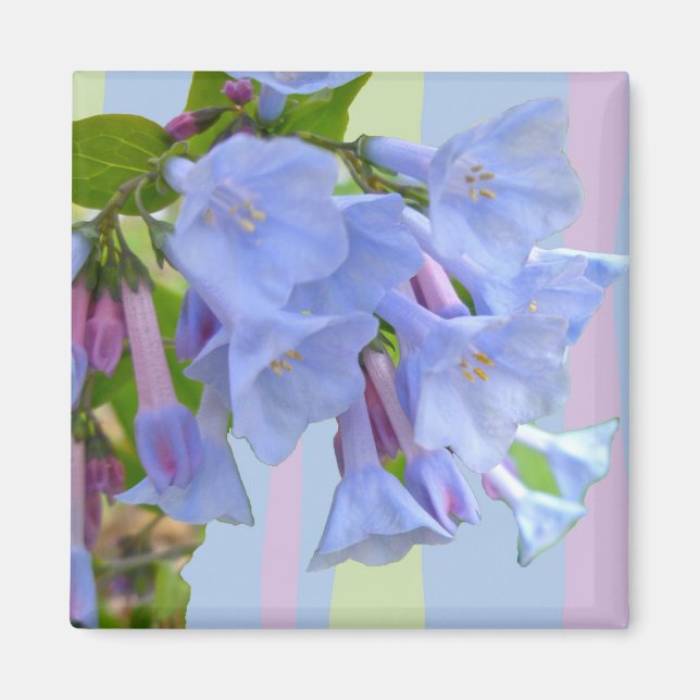 Imã Virginia Bluebells Wildflower Magnet (Frente)