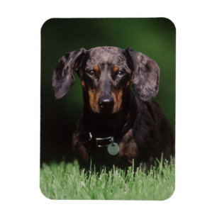 Ímã Visão de Dachshund de cor malhada