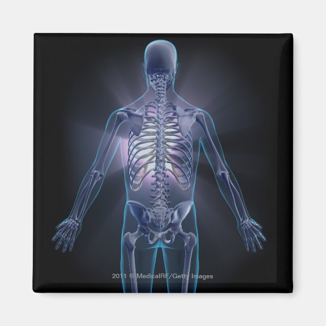 Imã Visão posterior de um esqueleto humano (Frente)