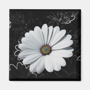 Imã Visitas e sombras de cinzas