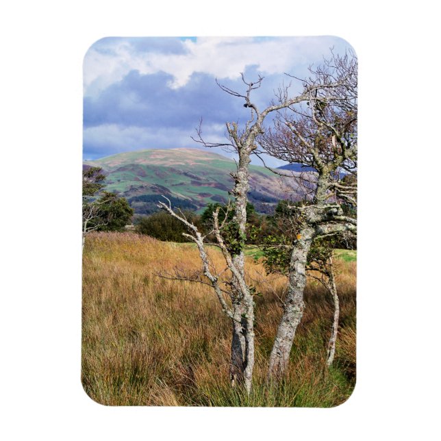 ÍMÃ VISÕES DAS PAREDES (Vertical)