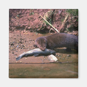 Imã Vison com peixes pequenos