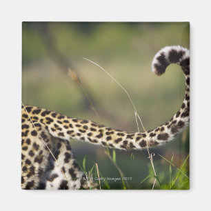 Imã Vista da cauda dos leopardos (pardus do Panthera),