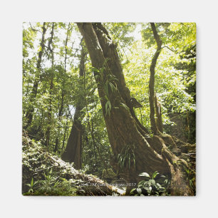 Imã vista da floresta tropical, Dominica