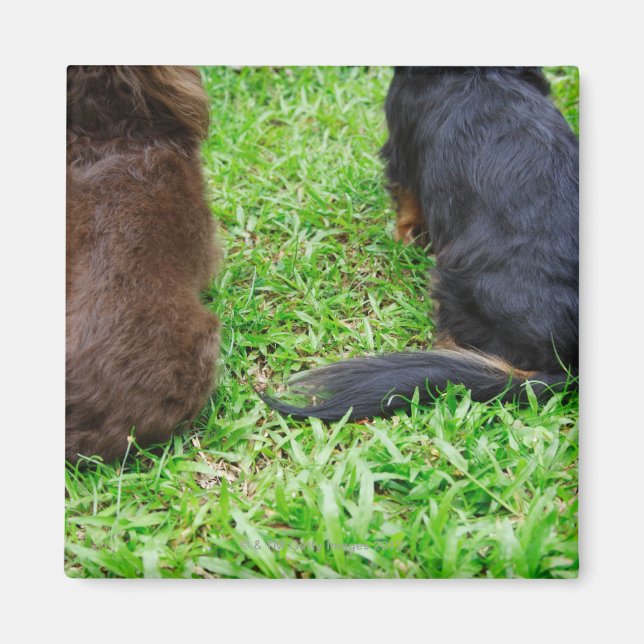 Imã Vista da retaguarda de dois cães Dachshund (Frente)