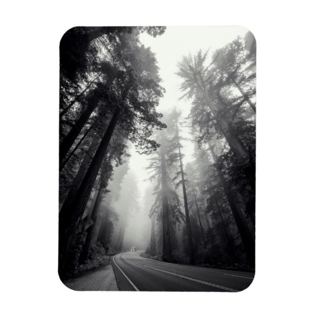 Ímã Vista Das Árvores De Sequoia Na Floresta (Vertical)