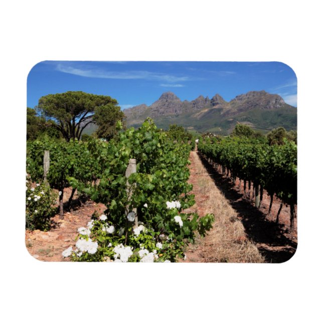 Ímã Vista das Vinhas. Stellenbosch (Horizontal)