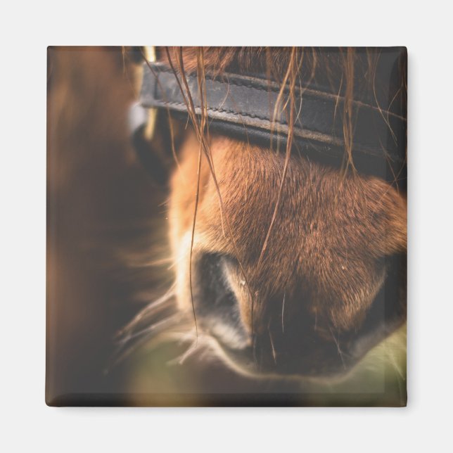 Imã Vista de um Nariz de Cavalo Marrom (Frente)