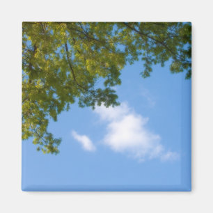 Imã vista do céu com topo de árvore