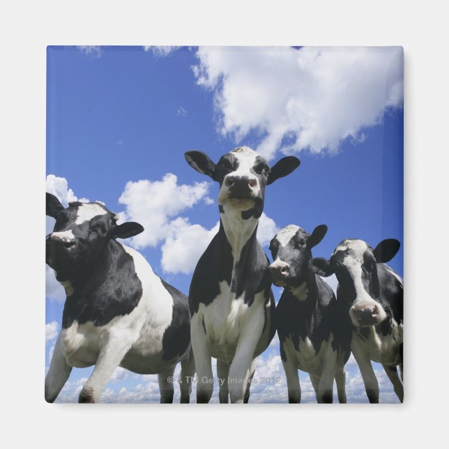 Imã Vista insetos de quatro vitelos jovens (Frente)