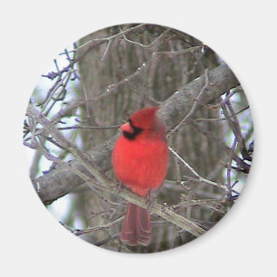 Imã Vista lateral cardinal masculina