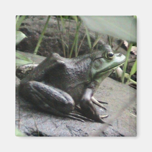 Imã Vista lateral de Bullsapo (Frente)