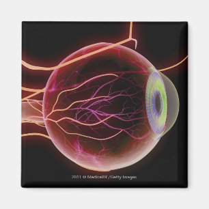 Imã Vista lateral dos vasos sanguíneos do olho