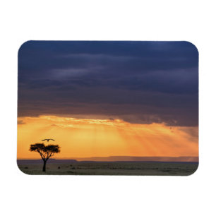 Ímã Vista panorâmica de abutre e árvore de acácia