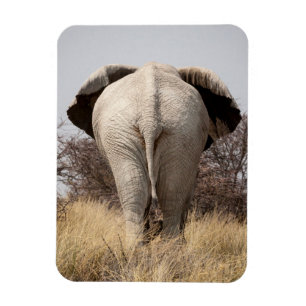 Ímã Vista traseira de elefante