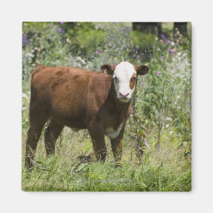Imã Vitela de Hereford (taurus do Bos) no pasto da