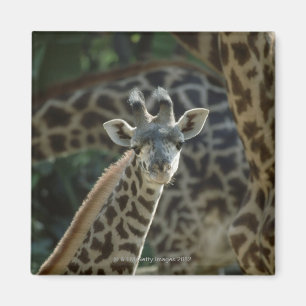 Imã Vitela do girafa com girafas