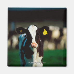 Imã Vitela do Holstein-Frisão