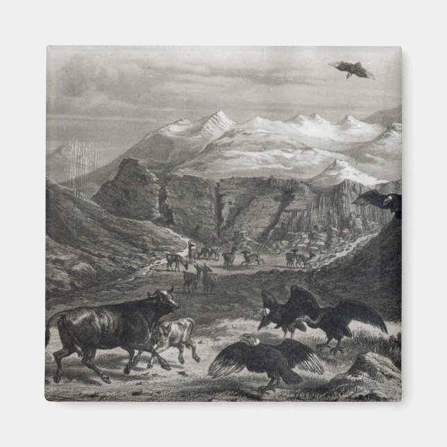 Imã Vitelo sendo atacado pelos Condors (Frente)