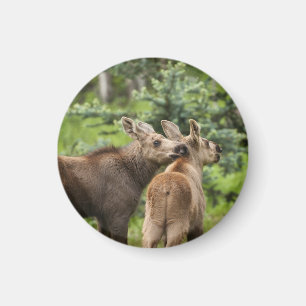 Imã Vitelos De Moose Vinculados