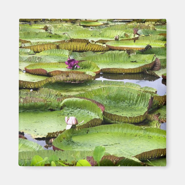 Imã Vitoria Regis, vitórias-régias na Amazônia (Frente)