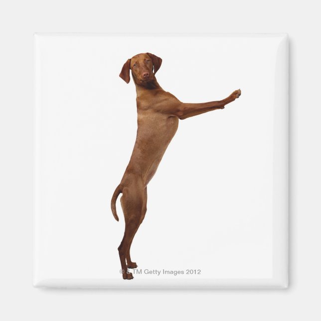Imã Vizsla Dog (Frente)