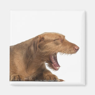 Imã Vizsla que boceja na frente da terra da parte