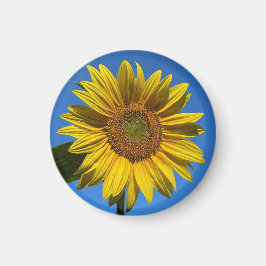 Imã Você É Meu Sol.