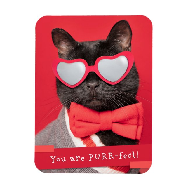 Ímã Você é o Gato Puro e Correto (Vertical)