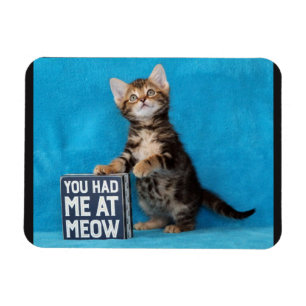 Ímã Você teve-me no gatinho de Bengal do Meow
