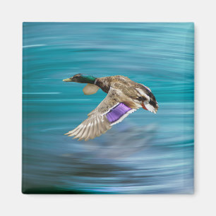 Imã Voo de patos-reais