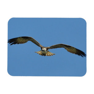 Ímã Vôo do Osprey!