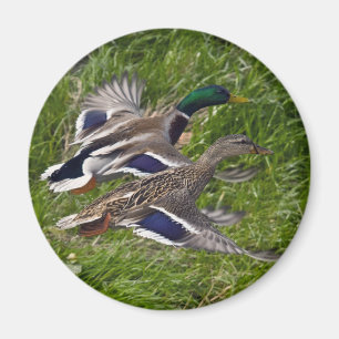 Imã Voo dos patos selvagens