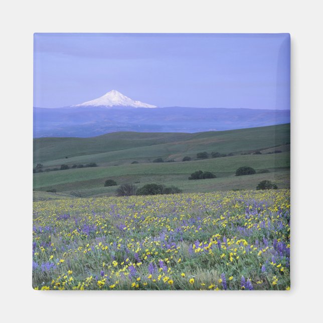 Imã WA, Condado de Klickitat, Dalles Mountain Ranch, (Frente)